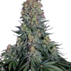 Sensi Seeds Blue Skunk Femminizzati