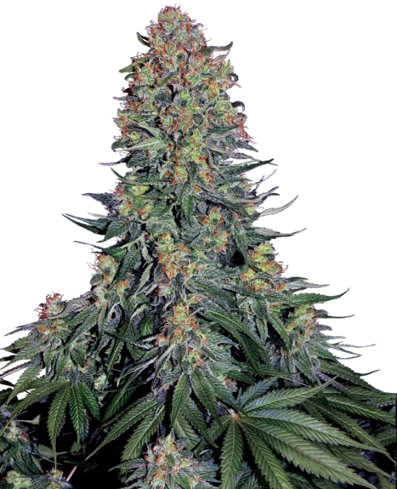 Sensi Seeds Blue Skunk Femminizzati