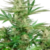 Sensi Seeds Malibu OG Gold Femminizzati