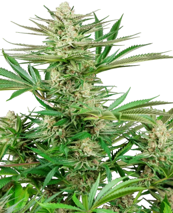 Sensi Seeds Malibu OG Gold Femminizzati