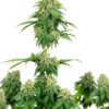 Sensi Seeds Girl Scout Cookies Femminizzati della White Label