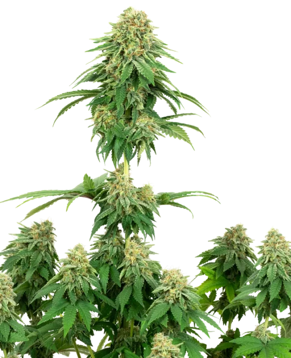 Sensi Seeds Girl Scout Cookies Femminizzati della White Label