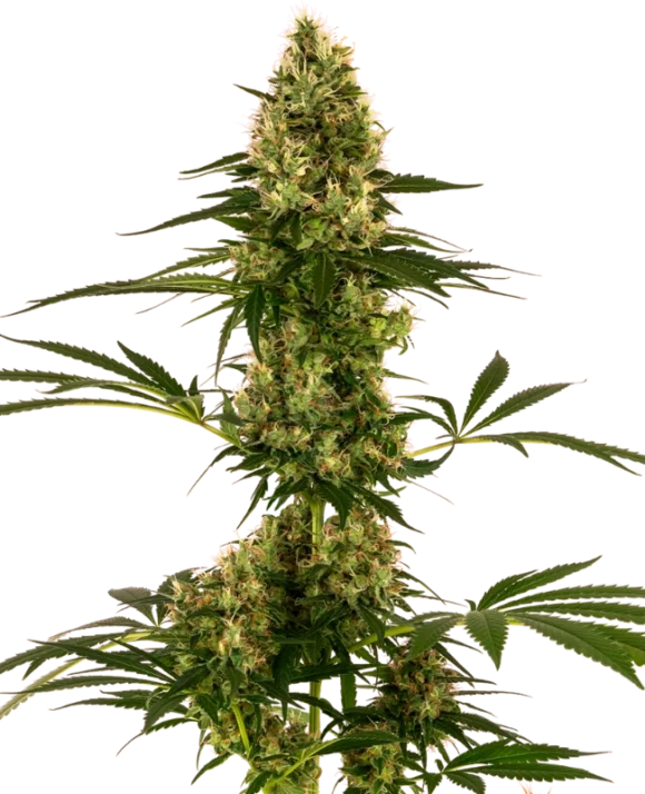 Sensi Seeds Blue Bullet Automatic