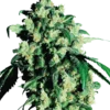 Sensi Seeds Super Skunk Femminizzati