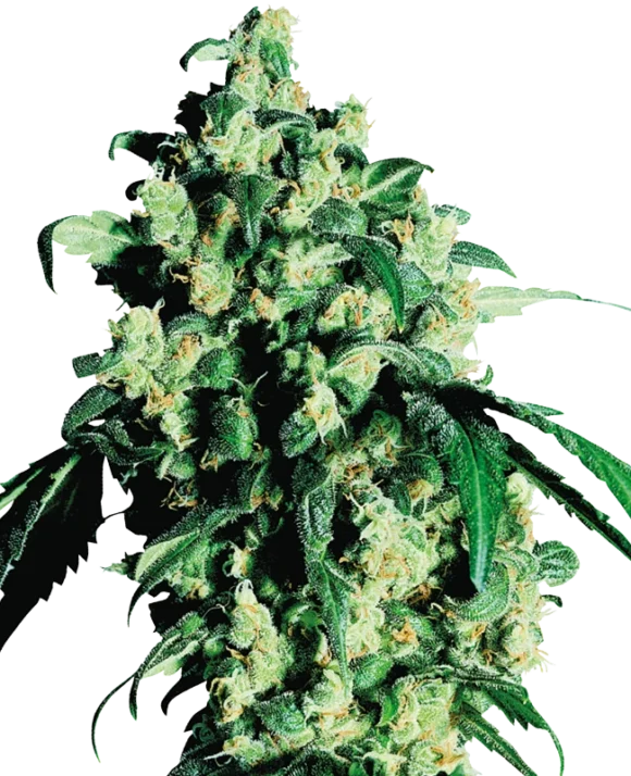 Sensi Seeds Super Skunk Femminizzati