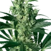 Sensi Seeds X Haze Femminizzati della White Label