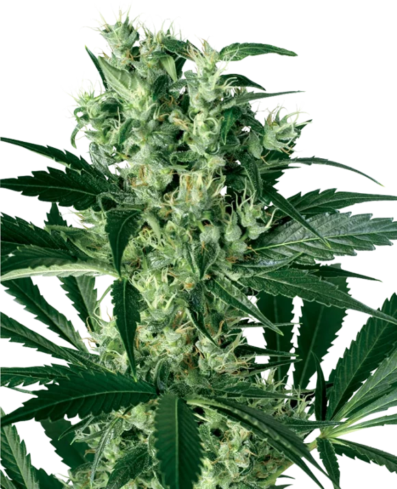 Sensi Seeds X Haze Femminizzati della White Label