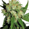 Sensi Seeds Sensi Skunk Regolari