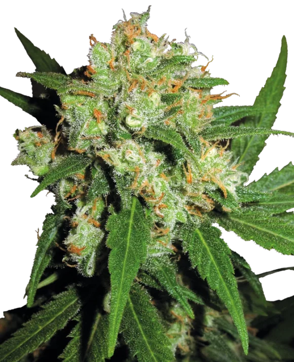 Sensi Seeds Sensi Skunk Regolari