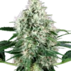 Sensi Seeds  Power Plant Autofiorenti della White Label