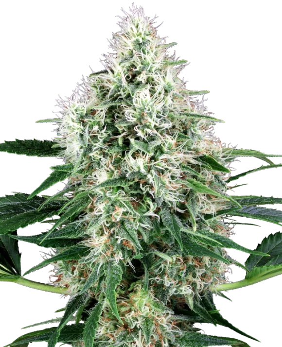 Sensi Seeds  Power Plant Autofiorenti della White Label