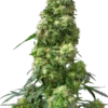 Sensi Seeds Early Skunk Regolari