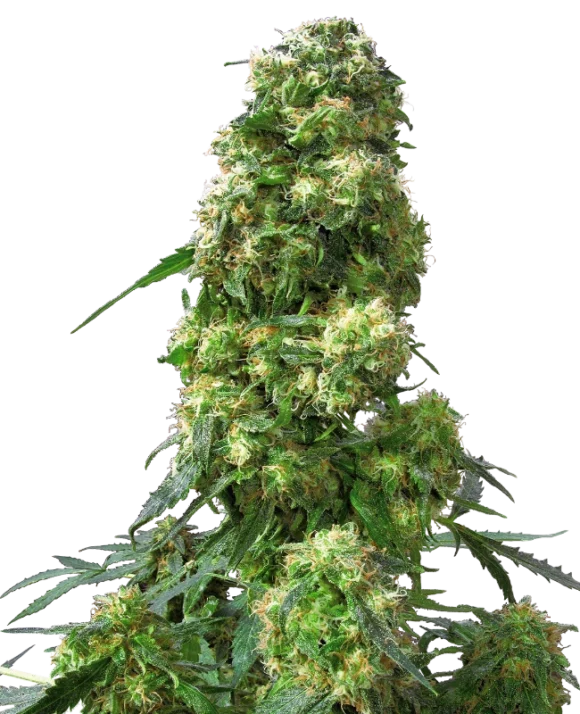 Sensi Seeds Early Skunk Regolari