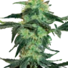 Sensi Seeds White Ice Femminizzati
