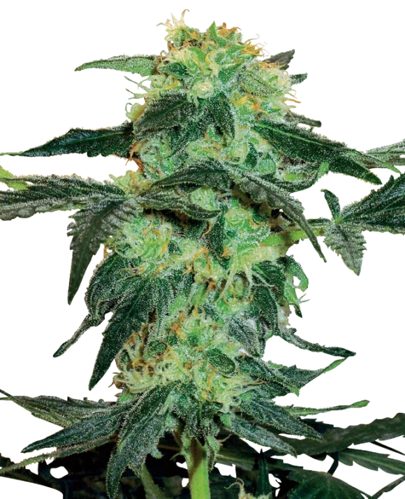 Sensi Seeds White Ice Femminizzati