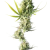 Sensi Seeds Durban Regolari