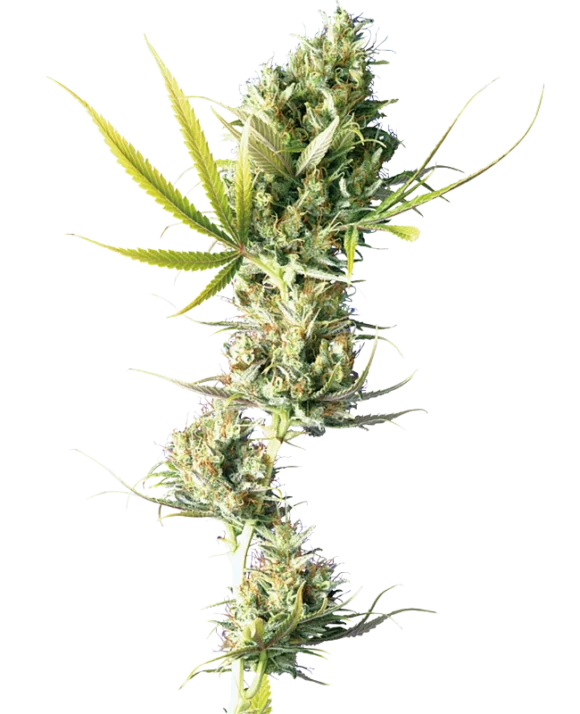 Sensi Seeds Durban Regolari
