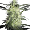 Sensi Seeds Silver Haze Regolari