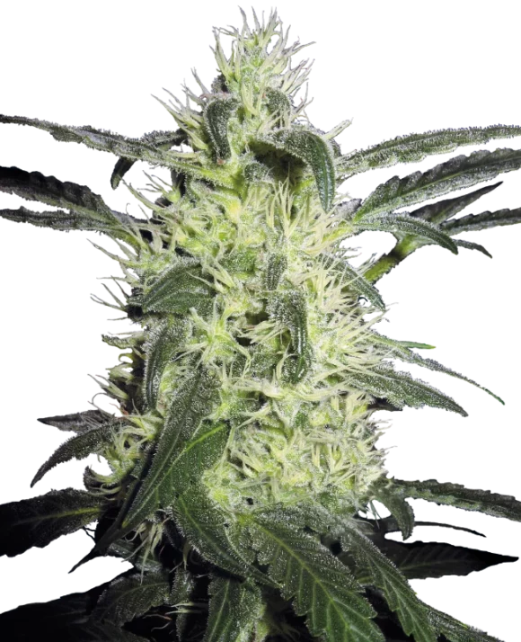 Sensi Seeds Silver Haze Regolari