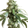 Sensi Seeds Jack Flash Regolari