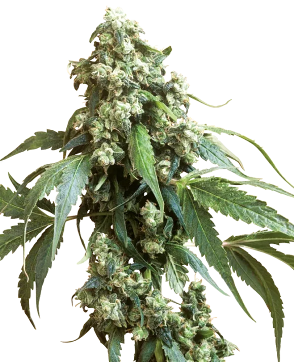 Sensi Seeds Jack Flash Regolari
