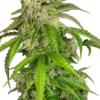 Sensi Seeds Glamour Autofiorenti