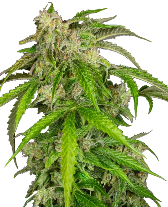 Sensi Seeds Glamour Autofiorenti