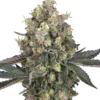Sensi Seeds Sweet Berry Breeze Femminizzati della White Label