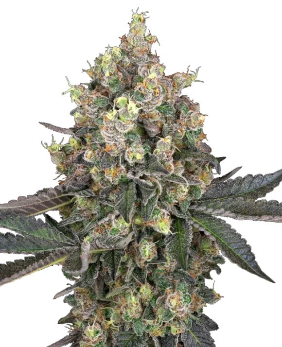 Sensi Seeds Sweet Berry Breeze Femminizzati della White Label