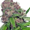 Sensi Seeds Cherry Bacio Femminizzati