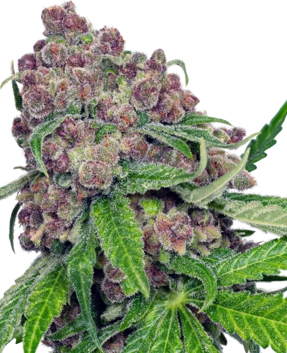 Sensi Seeds Cherry Bacio Femminizzati
