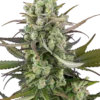 Sensi Seeds Headband Kiwi Autofiorenti