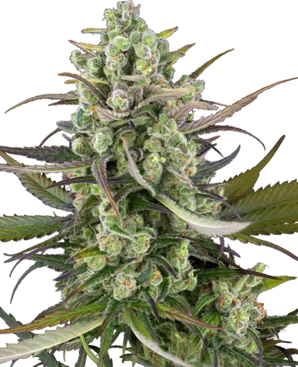 Sensi Seeds Headband Kiwi Autofiorenti