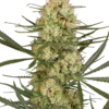 Sensi Seeds Haze Dawg Autofiorenti