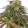 Sensi Seeds Stardust Kush Autofiorenti