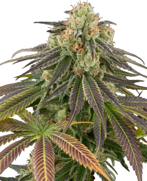 Sensi Seeds Stardust Kush Autofiorenti