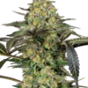 Sensi Seeds Grapevine Candy Femminizzati