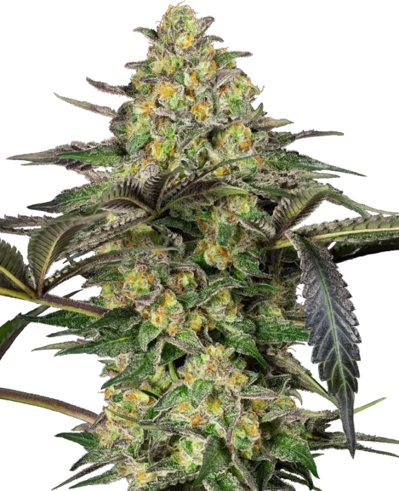 Sensi Seeds Grapevine Candy Femminizzati