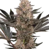 Sensi Seeds Karate Kid Femminizzati