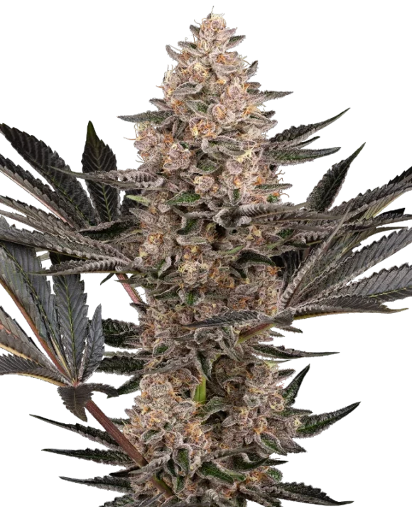 Sensi Seeds Karate Kid Femminizzati