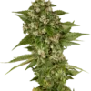 Sensi Seeds Studio Candy Femminizzati