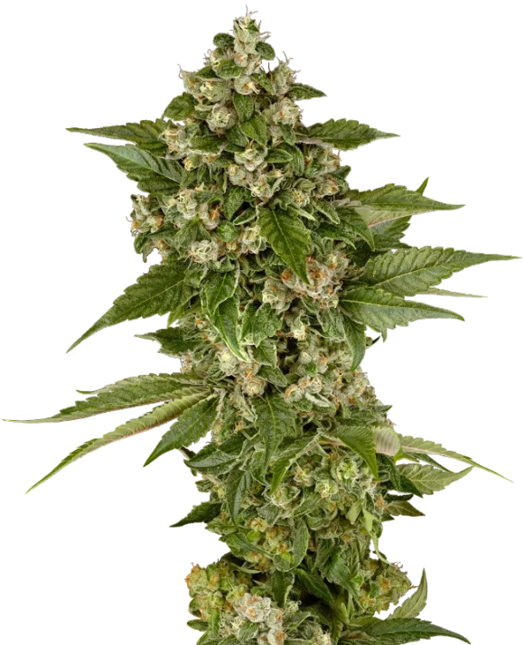 Sensi Seeds Studio Candy Femminizzati