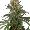 Sensi Seeds Berliner Autofiorenti