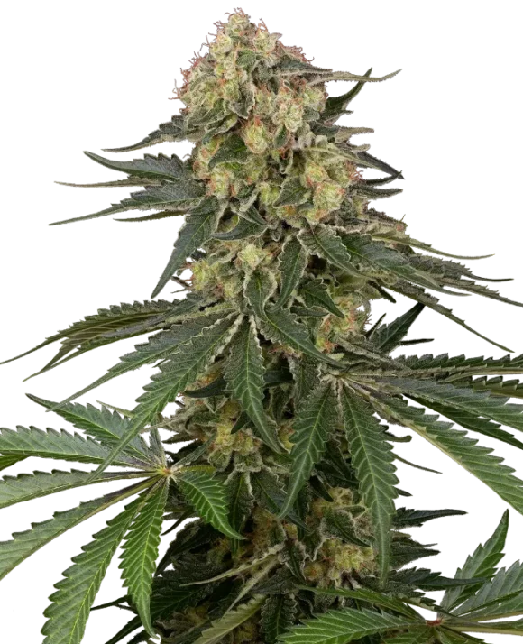 Sensi Seeds Berliner Autofiorenti