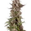 Sensi Seeds Tropicana Cherry Gelato Femminizzati