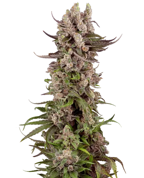 Sensi Seeds Tropicana Cherry Gelato Femminizzati