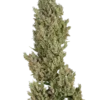 Sensi Seeds Supreme Jack Autofiorenti