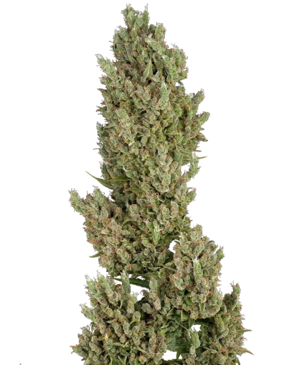 Sensi Seeds Supreme Jack Autofiorenti