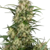 Sensi Seeds Supreme Oak Autofiorenti