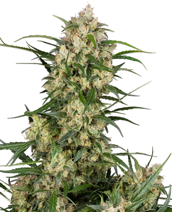 Sensi Seeds Supreme Oak Autofiorenti